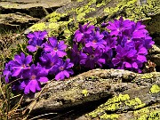 36 Primula irsuta (Primula hirsuta)